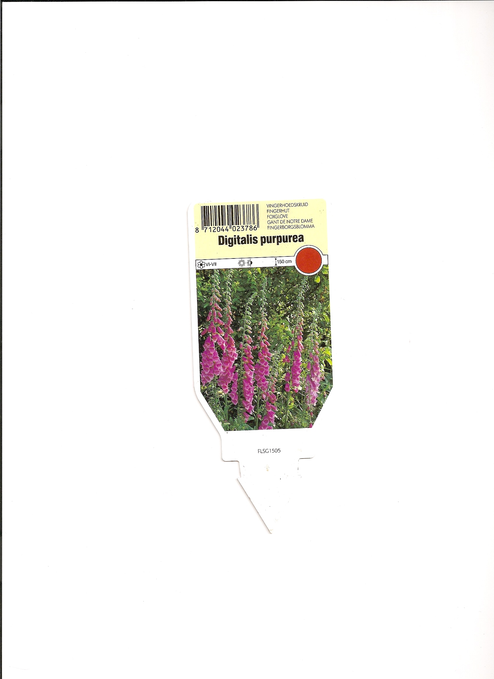 Digitalis purpurea.jpg